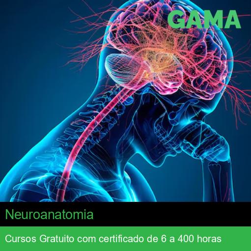 Neuroanatomia
